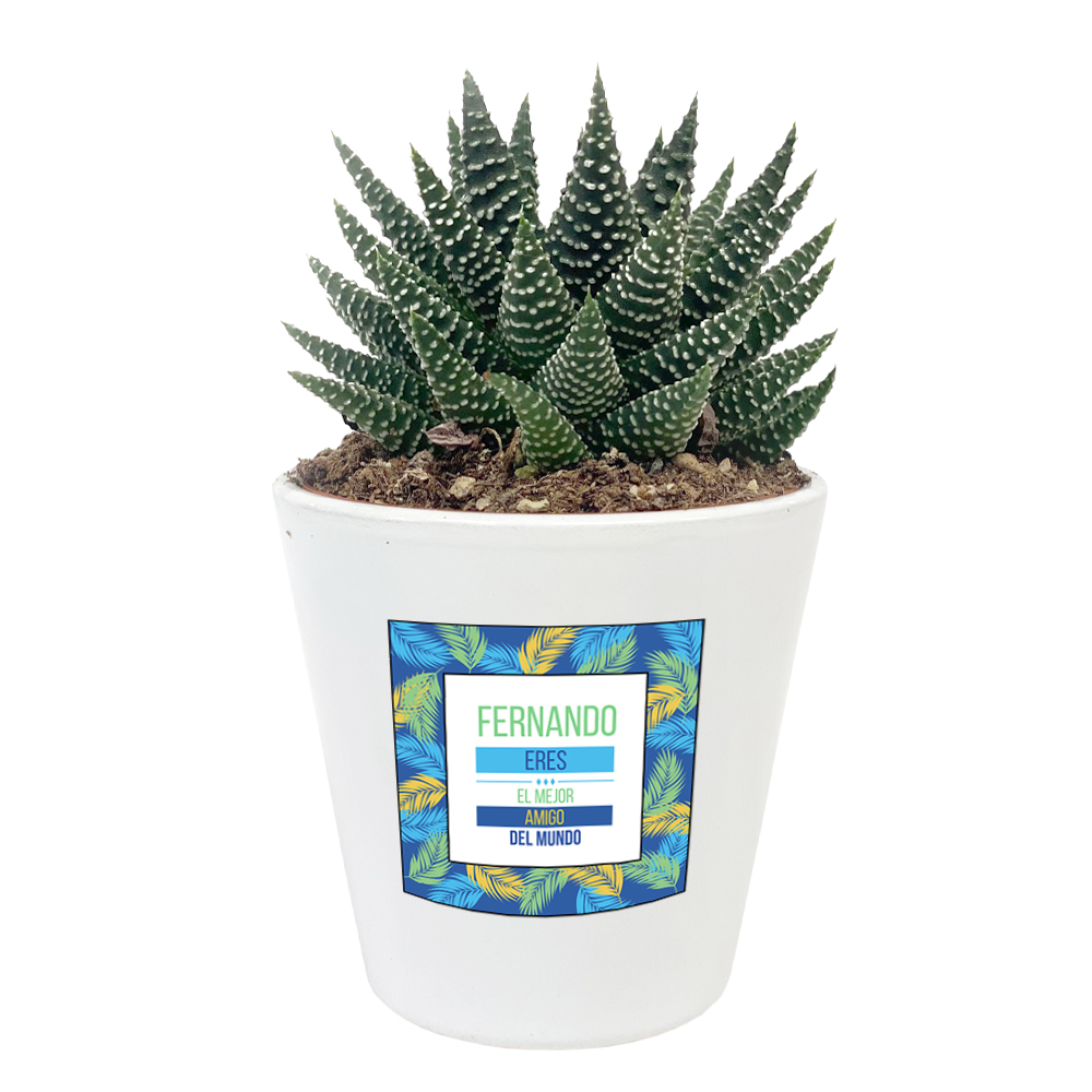 Haworthia y su maceta impresa Haworthia y su maceta impresa