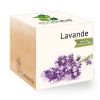 Lavanda