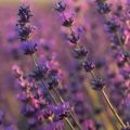 Lavanda