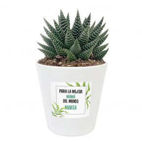 Planta suculenta con maceta personalizada Flores