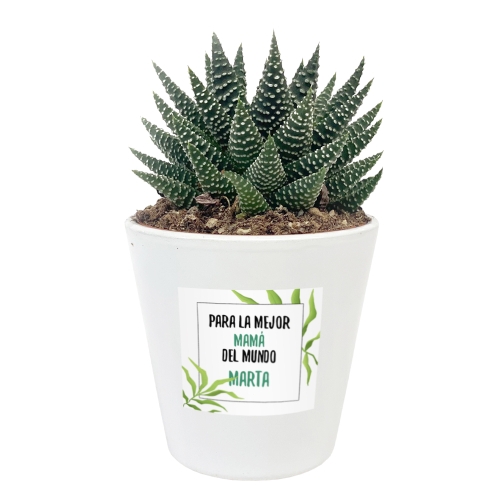 planta suculenta con maceta personalizada