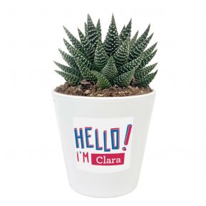 Planta con maceta personalizada HELLO