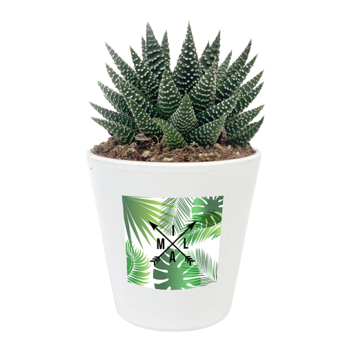 planta de interior con maceta personalizada