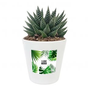 Planta Haworthia con etiqueta personalizada Summertime