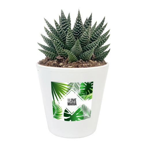 planta suculenta personalizada