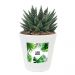 planta suculenta personalizada