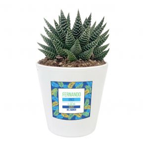 Planta suculenta Haworthia con etiqueta personalizada Palmeras