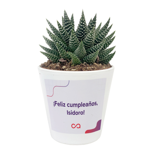 Tecalis planta