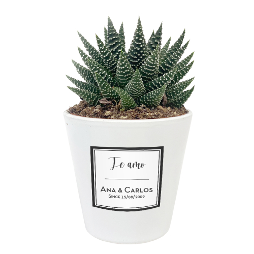 planta personalizada con maceta