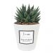 planta personalizada con maceta