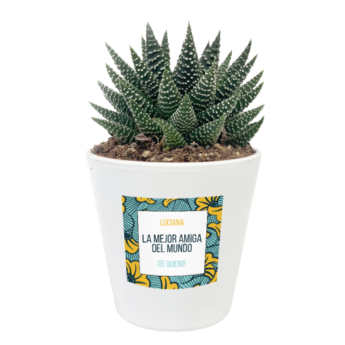 planta con maceta personalizada